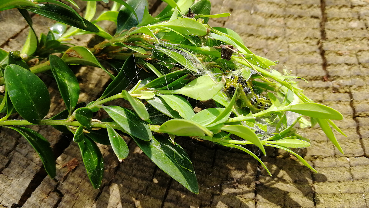 Gartentipp von «Keller & Meier Garten-Leben» | (c) ERF Medien