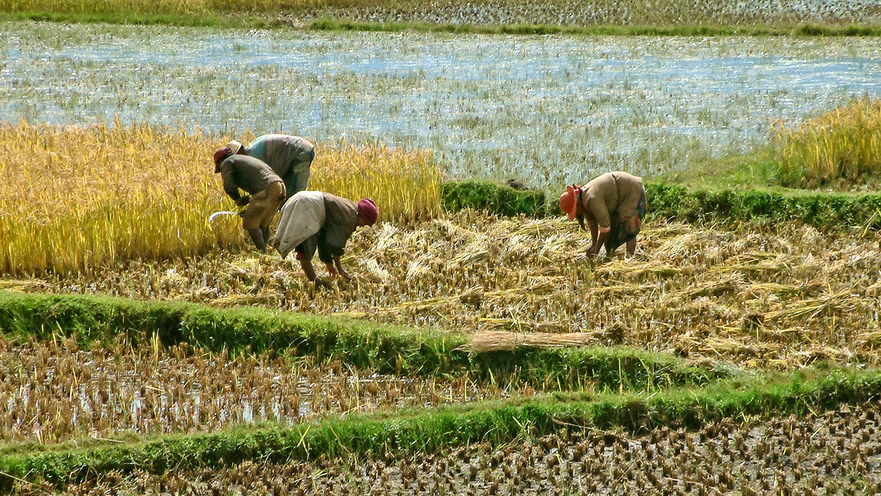 Reisbauern in Madagaskar
