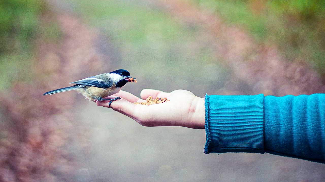 Ausgestreckter Arm mit Vogel als Sinnbild für Fürsorge