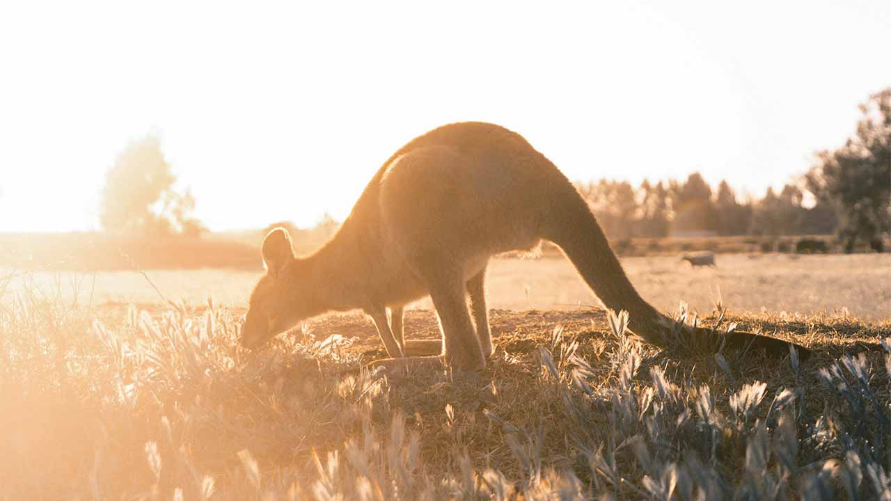 Känguru in Australien auf einer sonnendurchfluteten Wiese