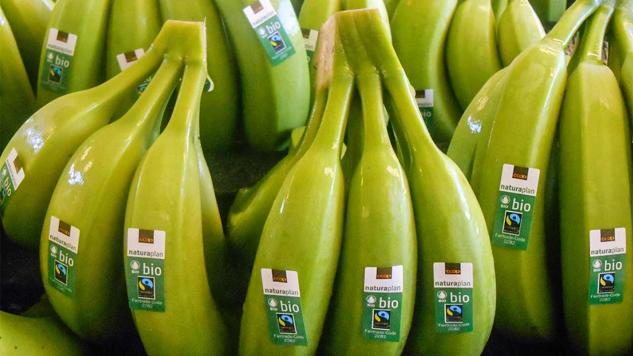 Bananen von Coop Naturaplan mit Max-Havelaar-Zertifikat