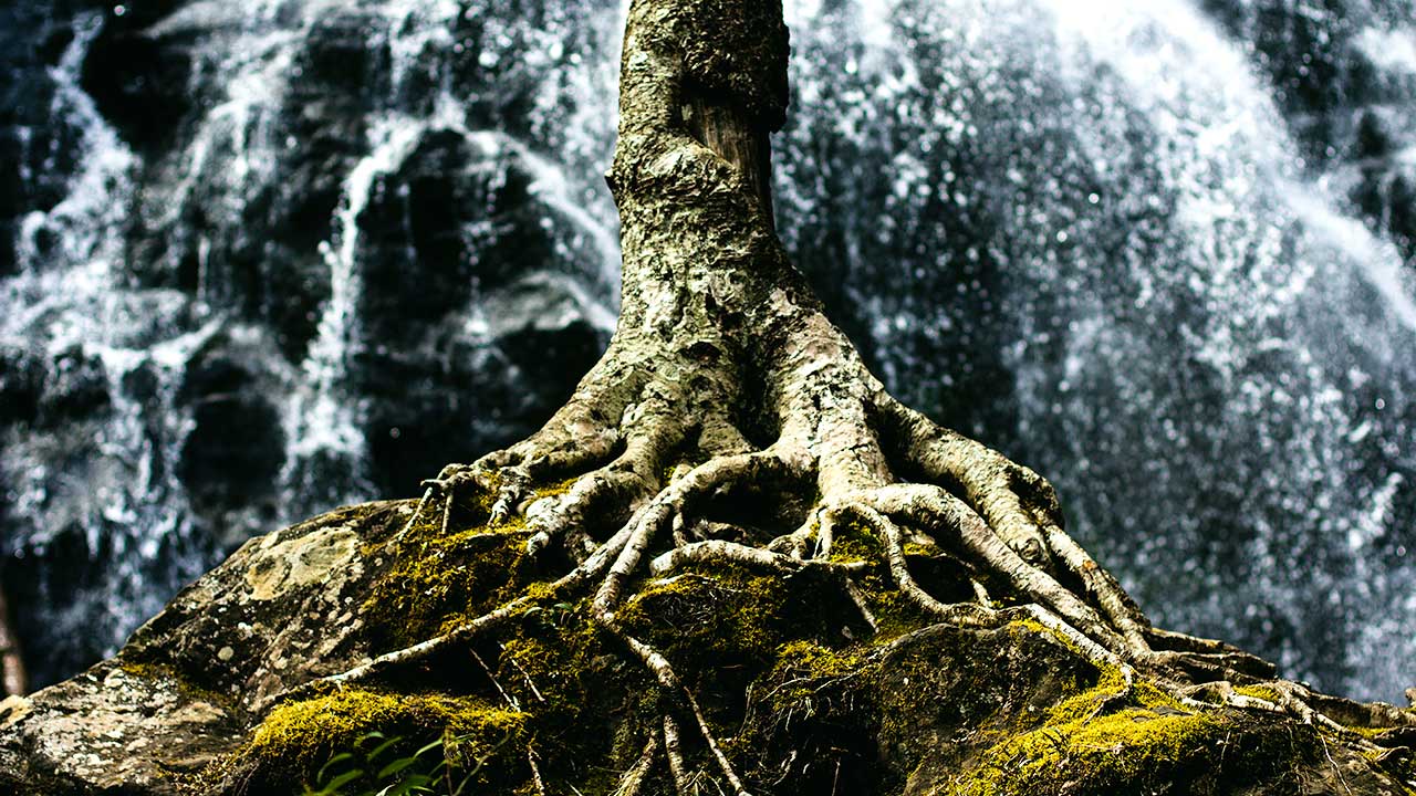 Ein Baum mit dem sichtbaren Teil seiner Wurzeln