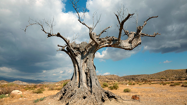 Toter Baum in der Wüste