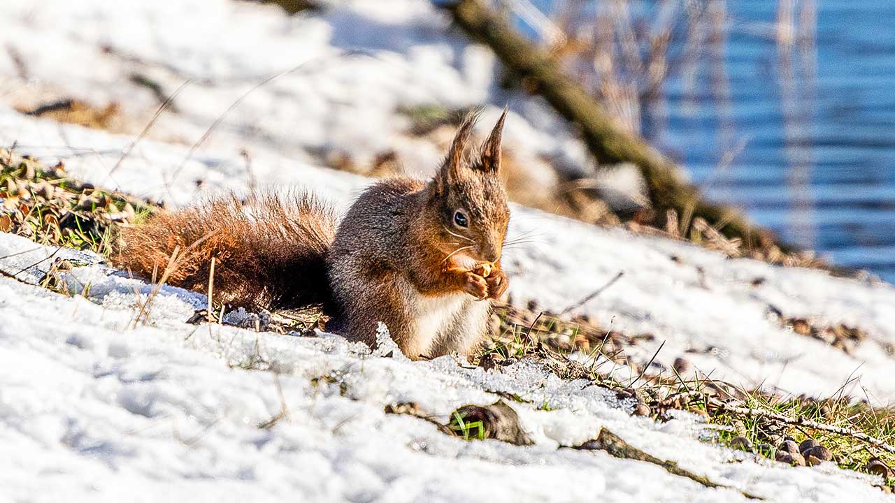 Eichhörnchen im Winter in Belgien
