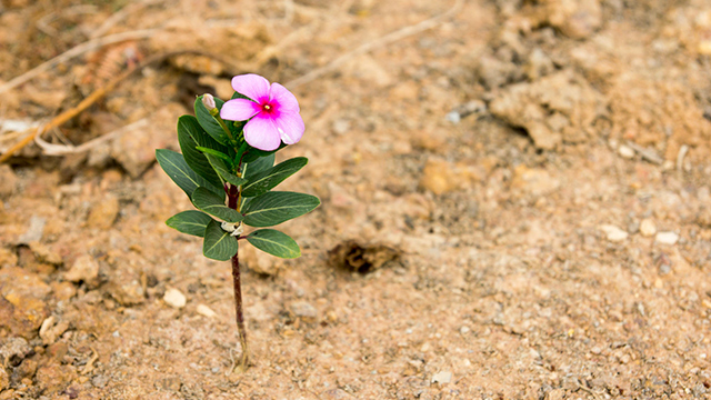 Blume im Sand