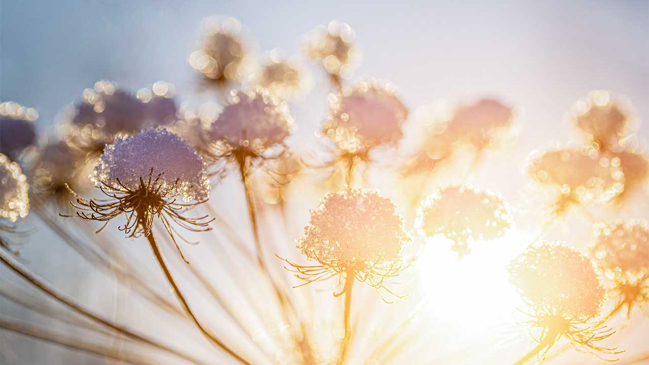 Sonne scheint durch frostbedeckte Blumen