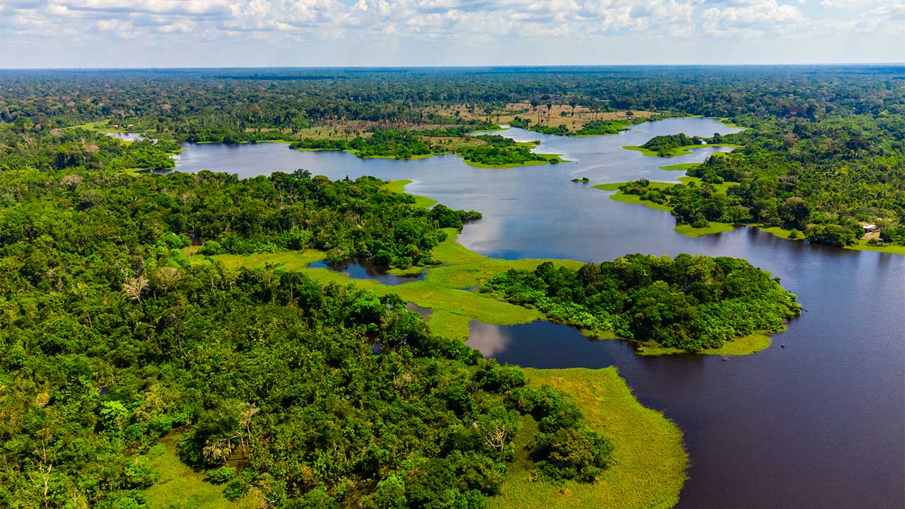 Blick auf den Igapó-Wald im brasilianischen Bundesstaat Amazonas