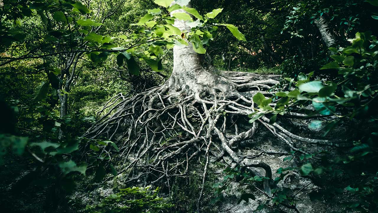 Wurzeln eines Baums in Borre, Dänemark | (c) Jacob Buchhave/Unsplash