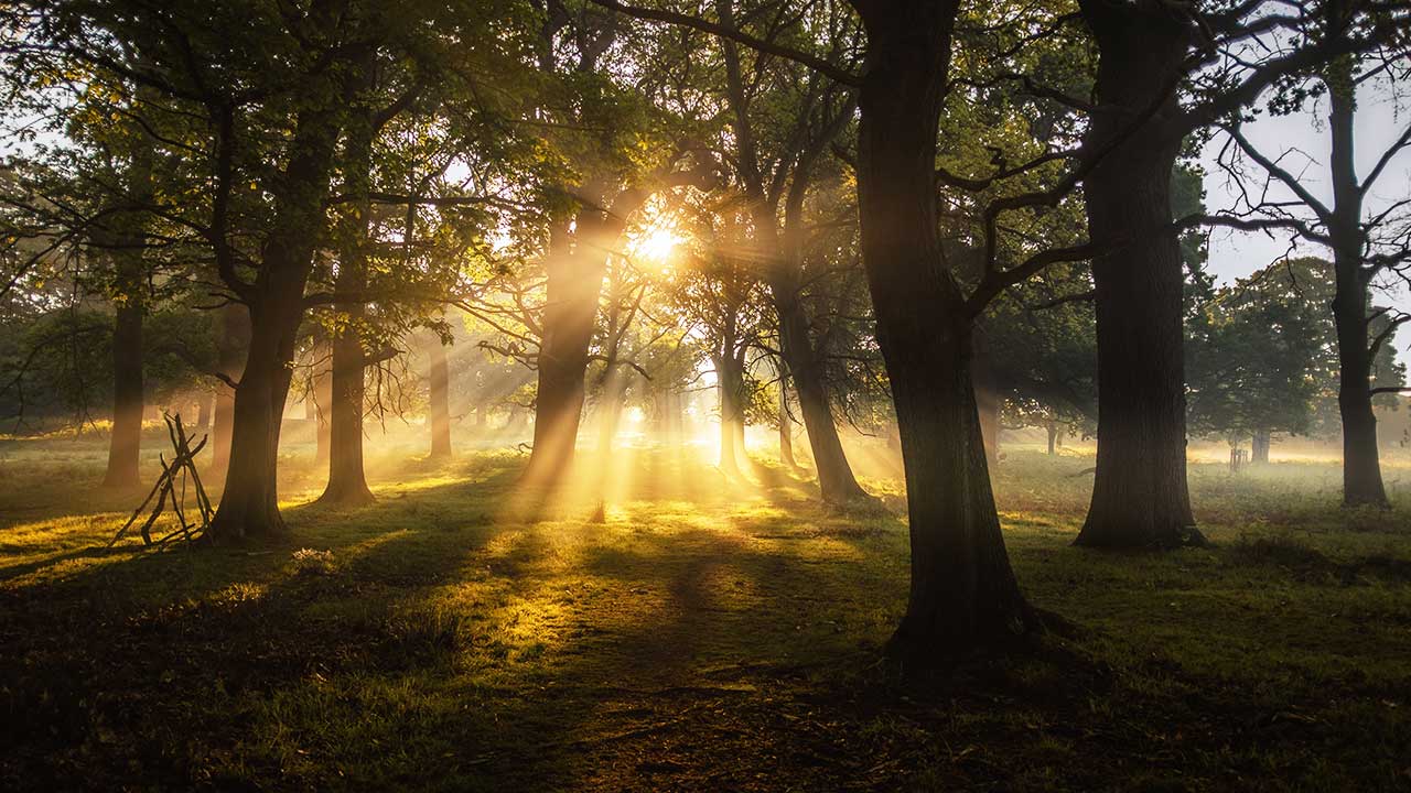 Sonnenlicht im Wald an einem Sommermorgen im Richmond Park in London