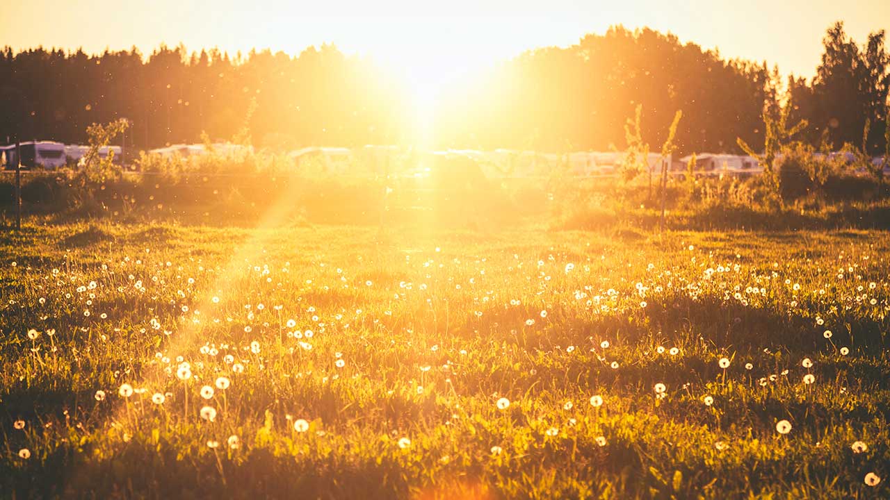 Sommerliche Wiese in Finnland mit goldenem Sonnenlicht