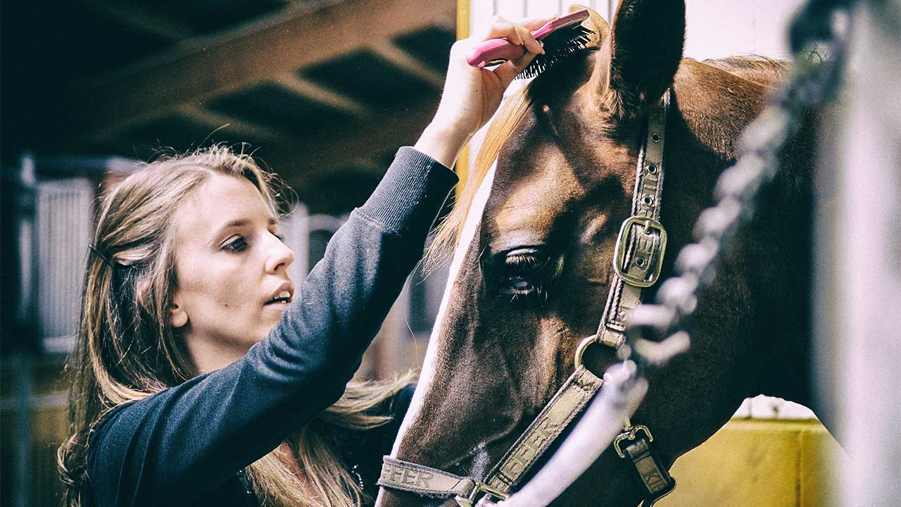 Eine Reiterin putzt ihr Pferd