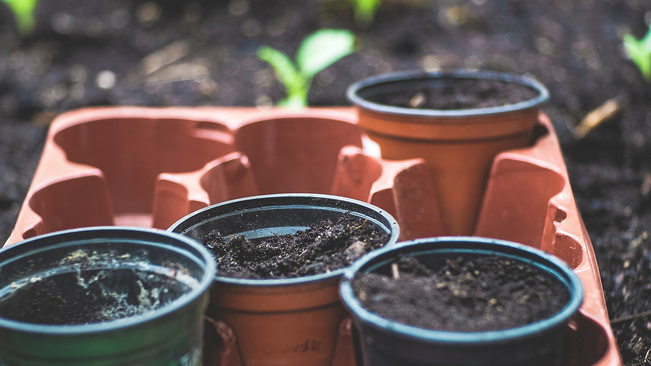 Die Setzlinge warten im Garten | (c) unsplash