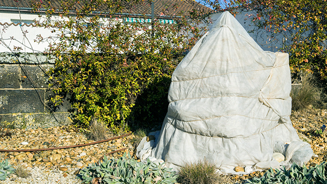 Winterschutz im Garten