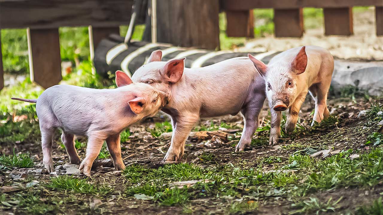 drei kleine Schweinchen