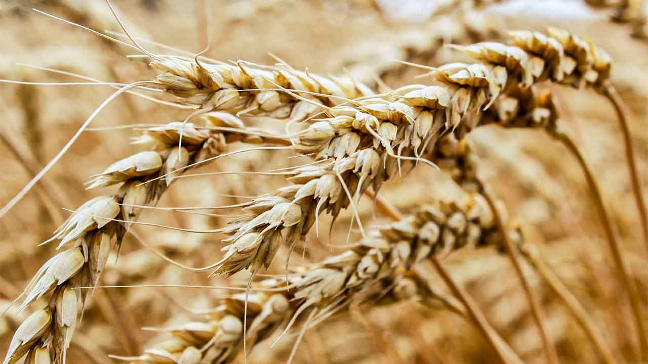 Getreide: Ähren in einem Weizenfeld