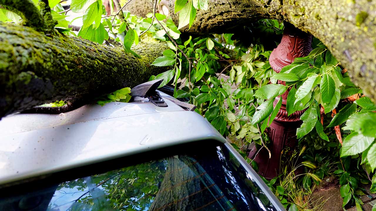 Baum über einem Auto nach einem Sturm