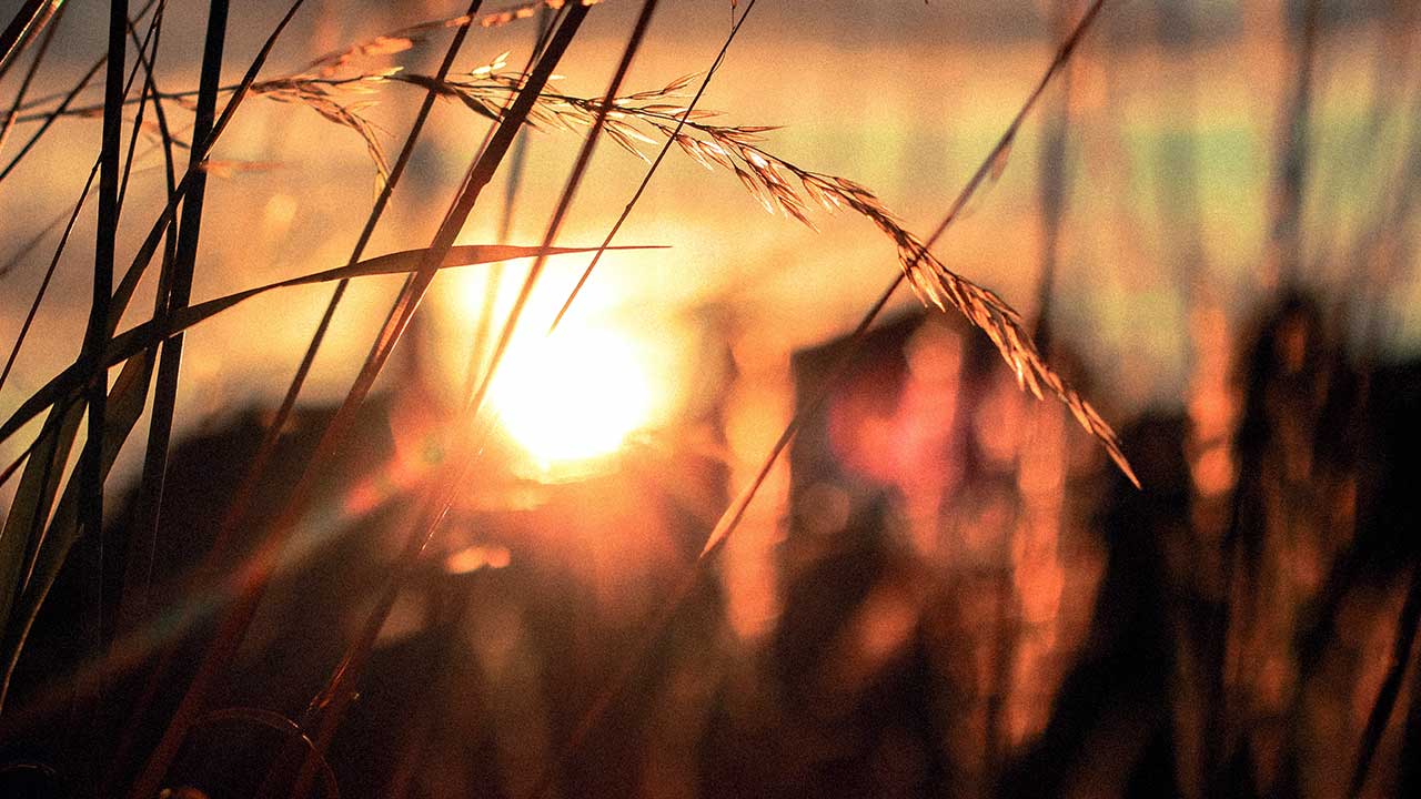 Sonnenuntergang hinter Gräsern