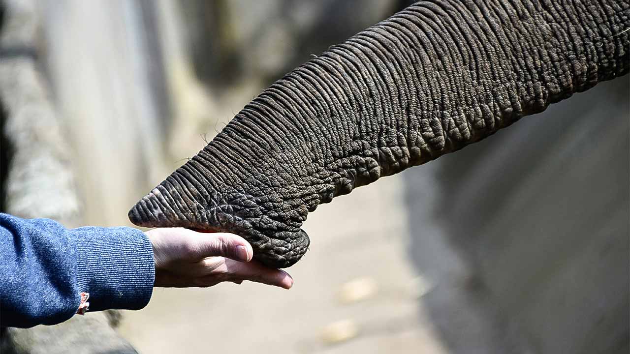 Eine Hand berührt einen Elefantenrüssel