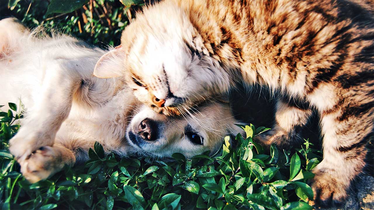 Hund und Katze spielen miteinander