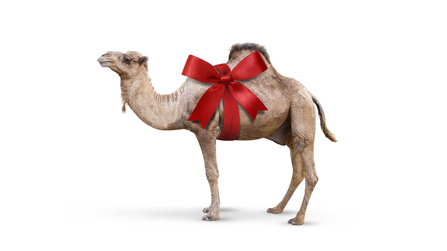 «Hilfe schenken» von HEKS: Kamel mit Geschenkschlaufe