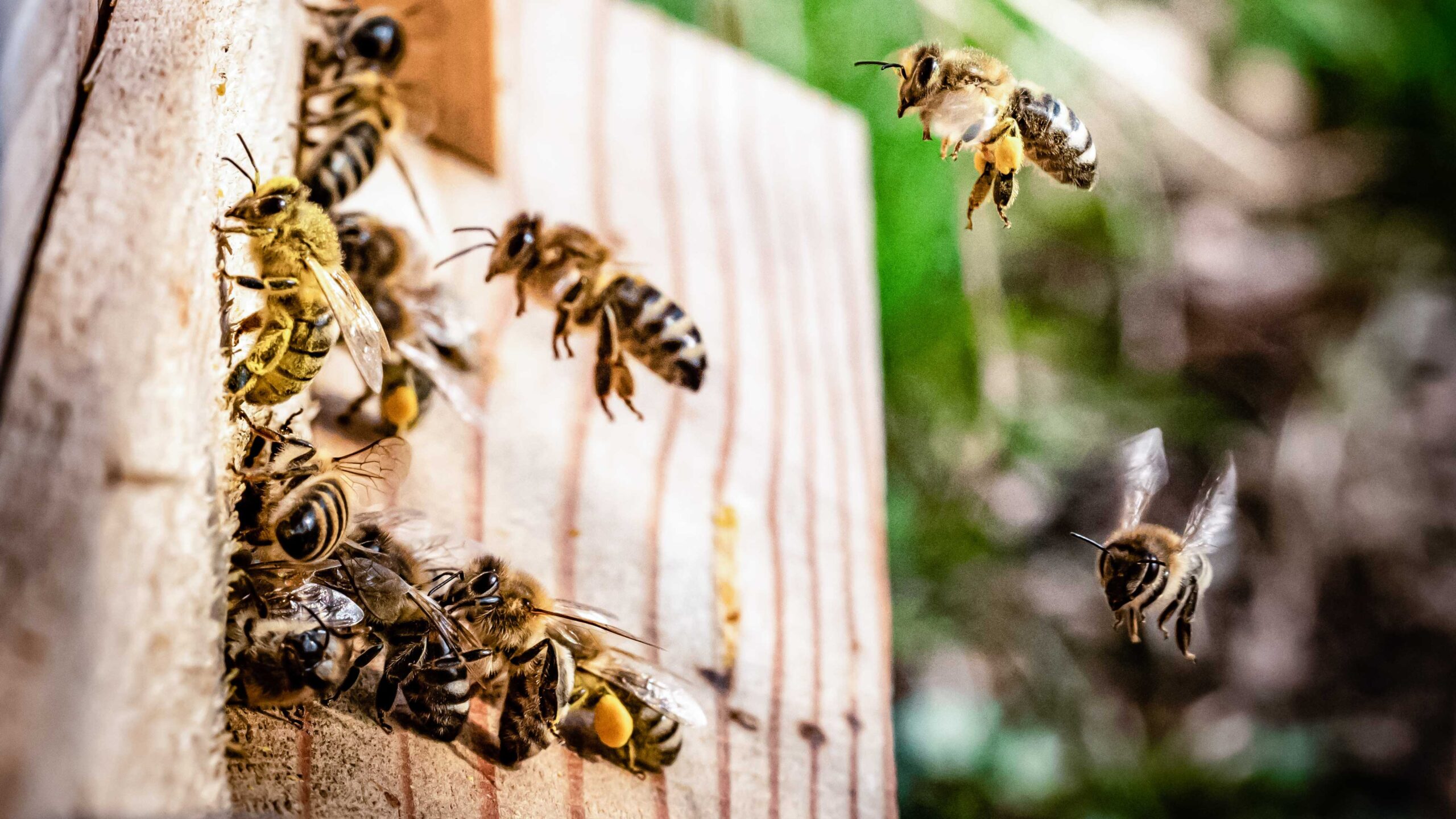 Honigbienen am Eingang eines Bienenstocks