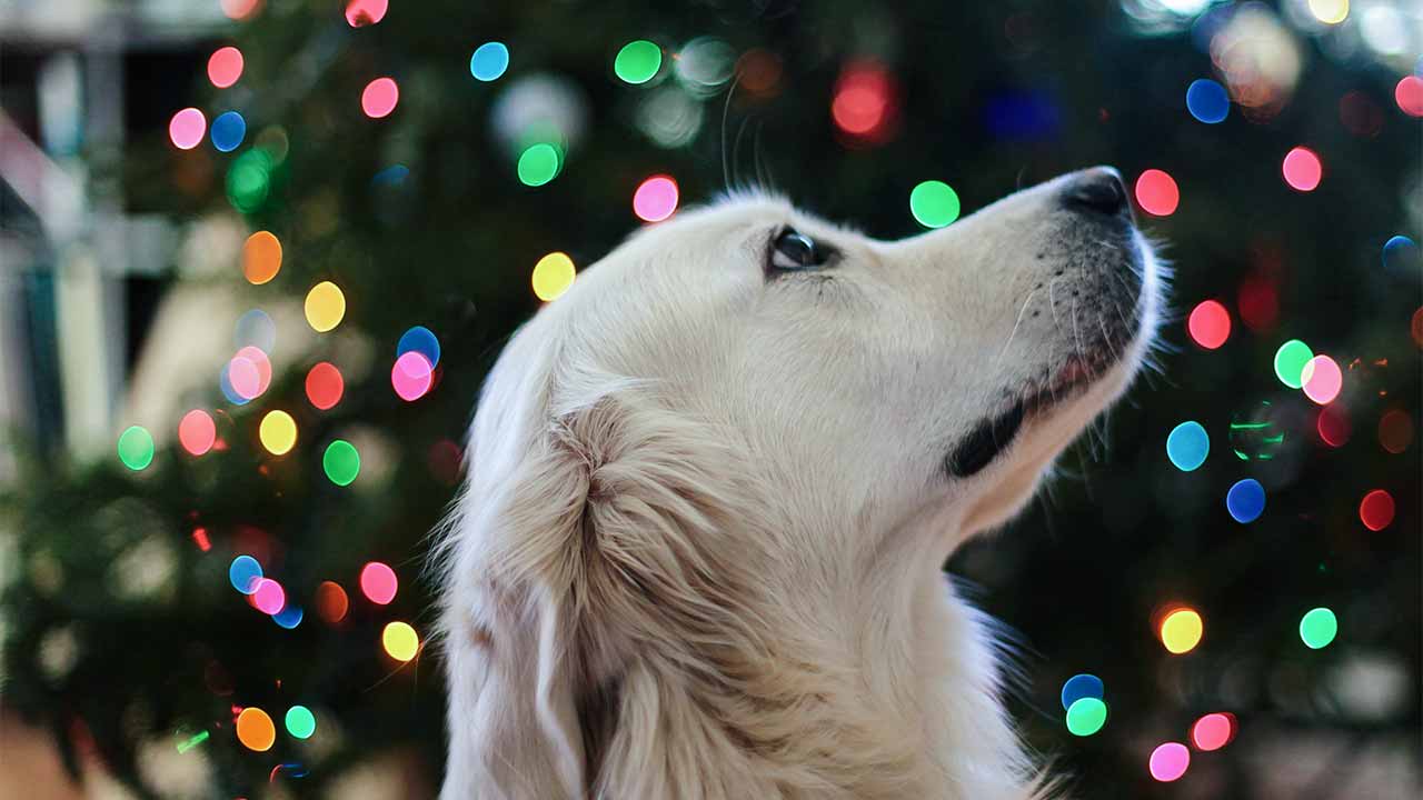 Hund vor einem Weihnachtsbaum blickt nach oben