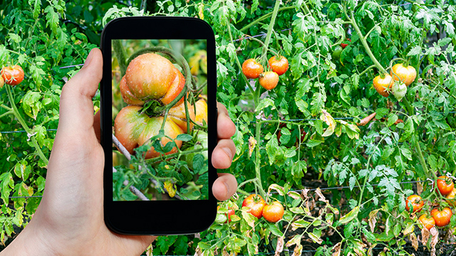 Smartphone und Tomaten