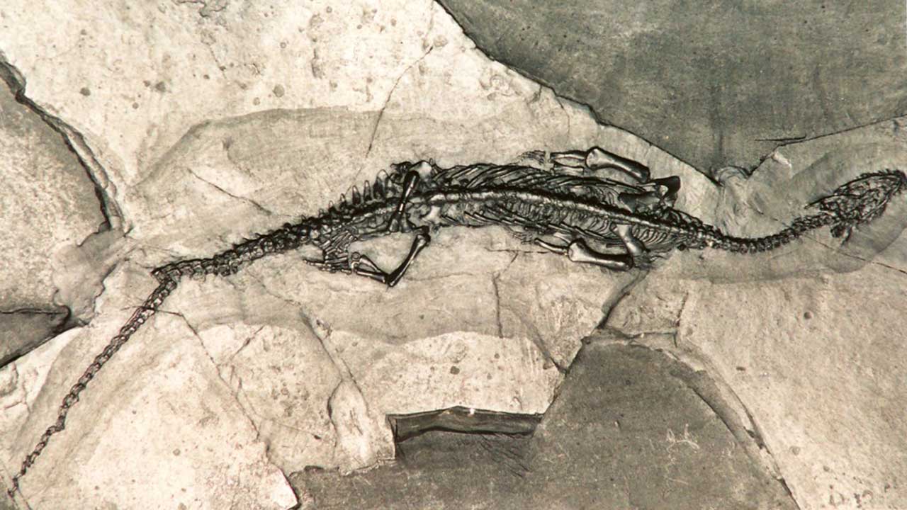 Fossil von Pachypleurosaurus