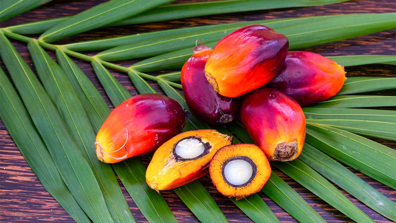 Palmölfrüchte auf einem Palmblatt