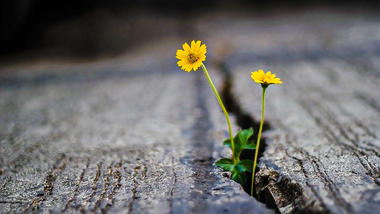 Zwei gelbe Blümchen wachsen aus einer Asphaltspalte