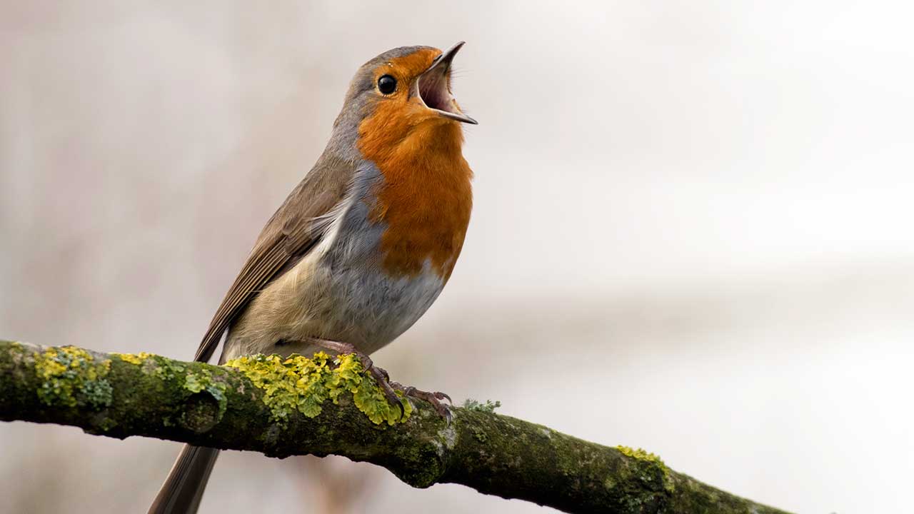 Vogel auf einem Ast