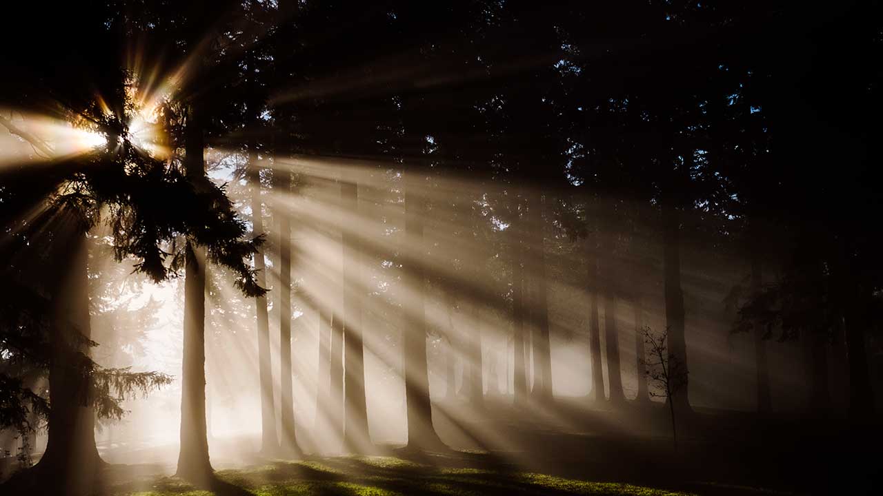 Sonnenlicht scheint durch die Bäume eines Waldes