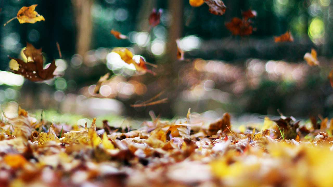 Fallende Blätter im Herbst | (c) Autumn Mott Rodeheaver/Unsplash
