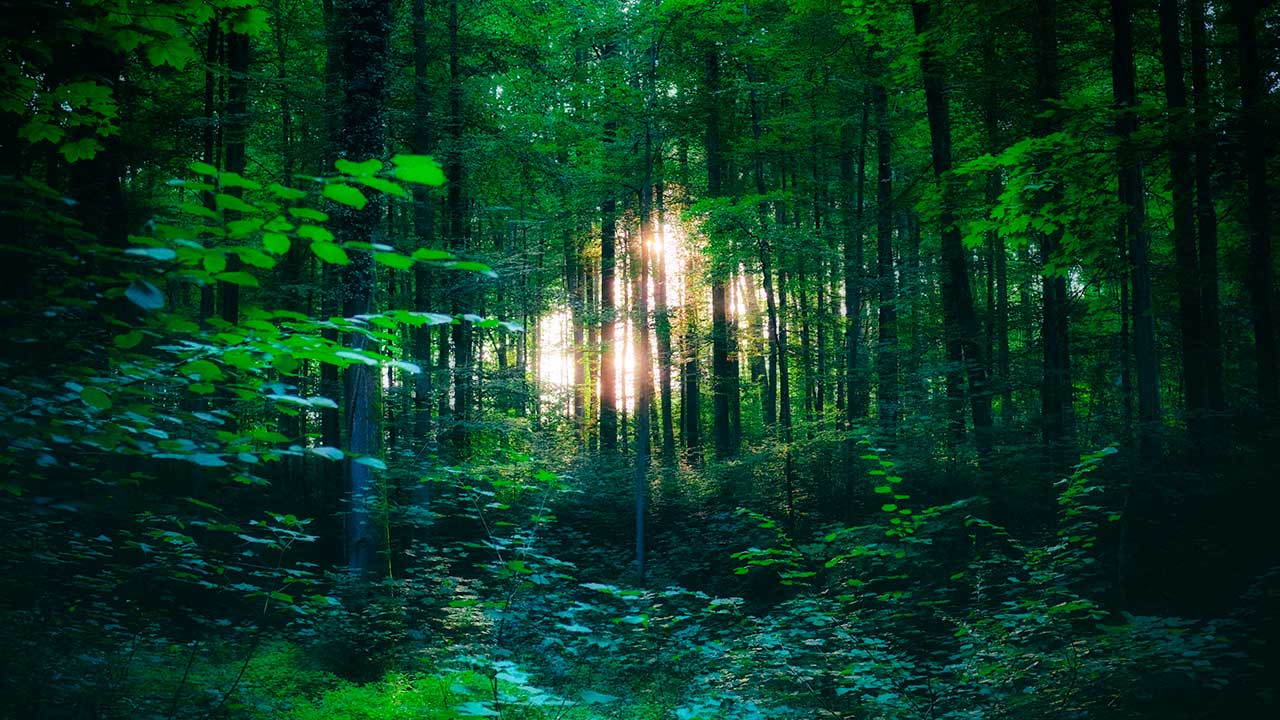 Wald, in dem in der Ferne Sonnenlicht zu sehen ist