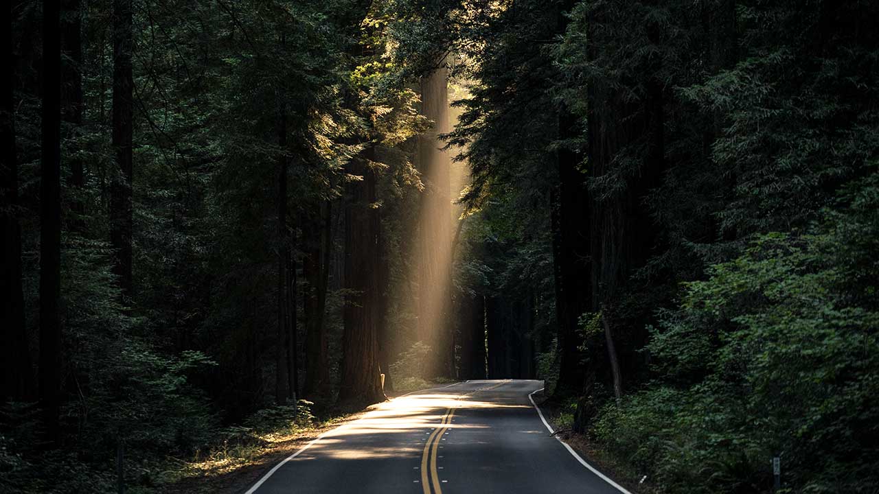 Sonnenlicht scheint durch Bäume auf eine Strasse – als Symbol für Hoffnung