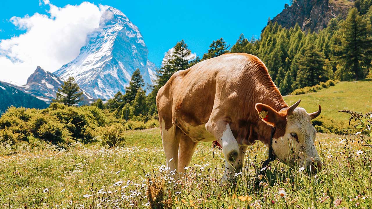 Kuh auf einer Wiese, im Hintergrund das Matterhorn