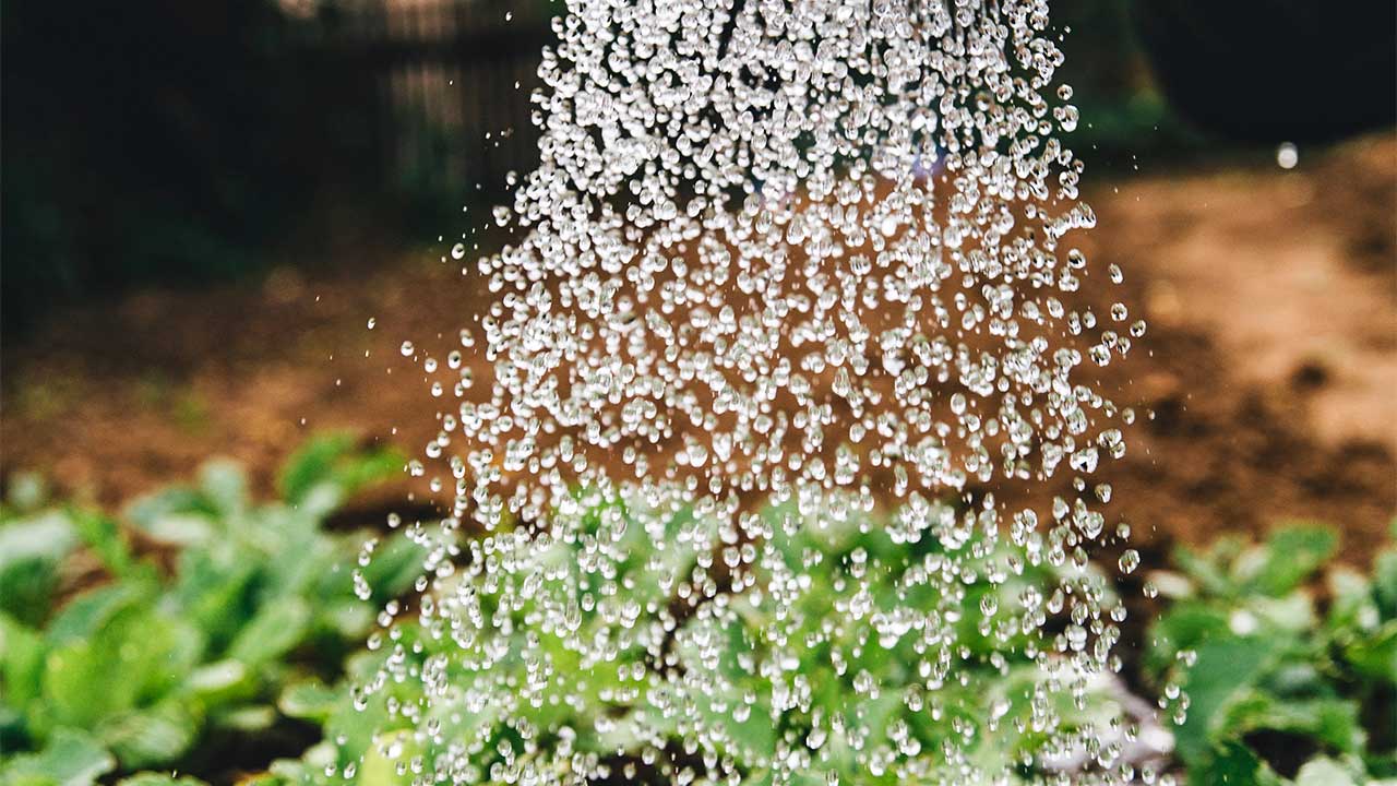 Pflanzen im Garten werden bewässert