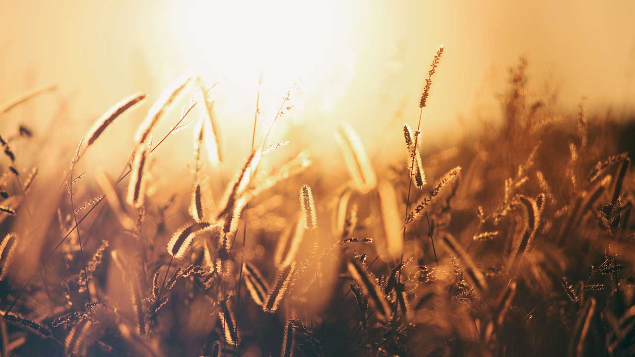 Weizenfeld im gelblichen Licht eines Sonnenuntergangs