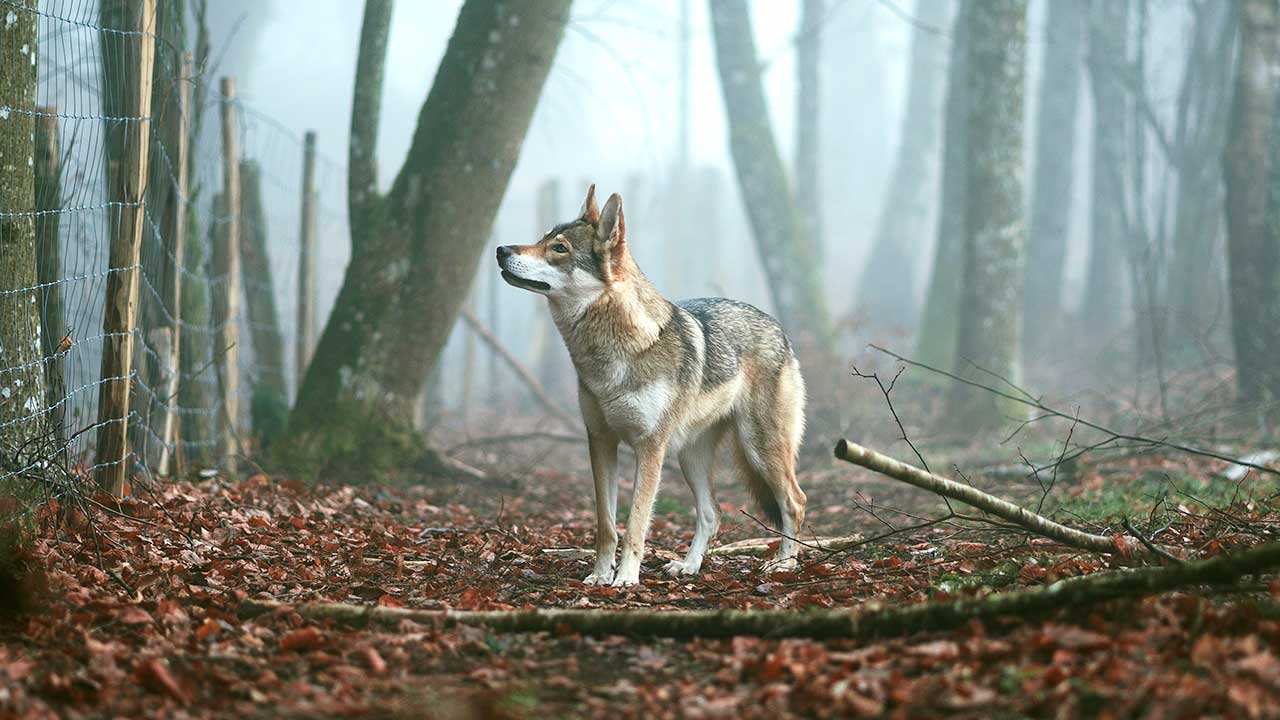 Wolf vor einem Zaun