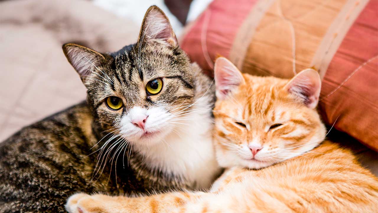 zwei Katzen sitzen zufrieden auf einem Sofa