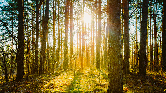 Sonnenlicht im Wald