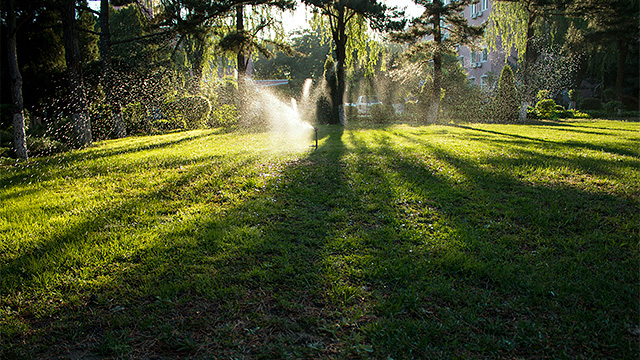 Schatten der B&auml;ume