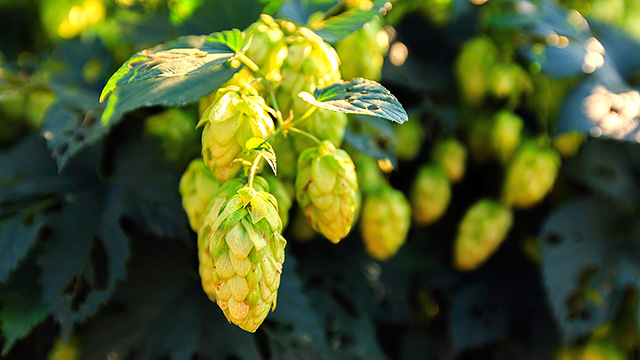 Hopfen