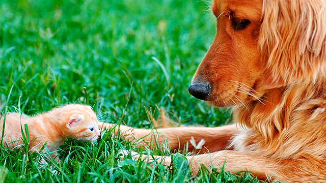 Katze und Hund