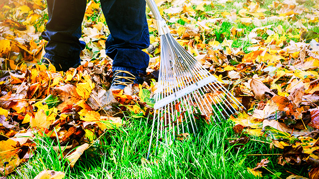 Rasen im Herbst