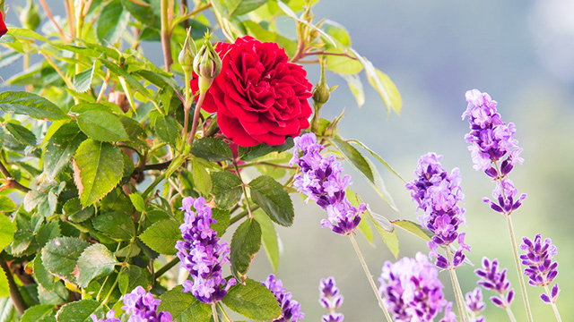 Rosen und Lavendel