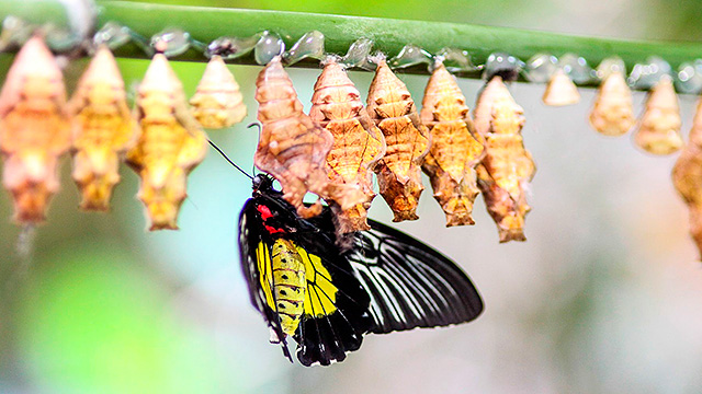 Schmetterling mit Kokons