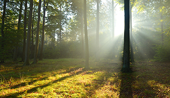 Sonne im Wald