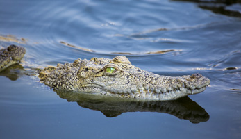 Alligator